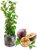 Purple Passion Fruit Live Plant, Well-Rooted Fruit Plant, 5-7 Inch Tall by GardenNurserySince1996