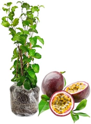 Purple Passion Fruit Live Plant, Well-Rooted Fruit Plant, 5-7 Inch Tall by GardenNurserySince1996