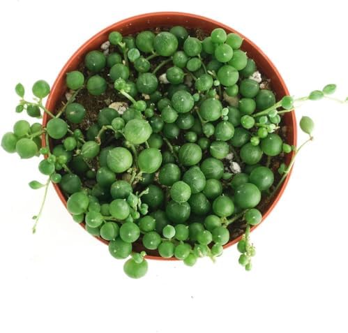 Shop Succulents String of Pearls Hanging Succulent, Senecio Rowleyanus, Fully Rooted Live 4" Succulent Plant, Low Maintenance Indoor Plant, Hardy Succulents, Trailing Succulents, Gift & Garden - Image 3