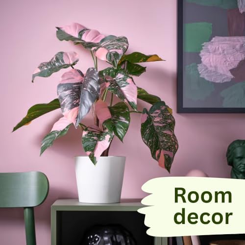 Pink Philodendron Plant Live, Rare Tropical Variegated Live Indoor Houseplant, Starter Plants No Pot, 5-9" in Tall - Image 5