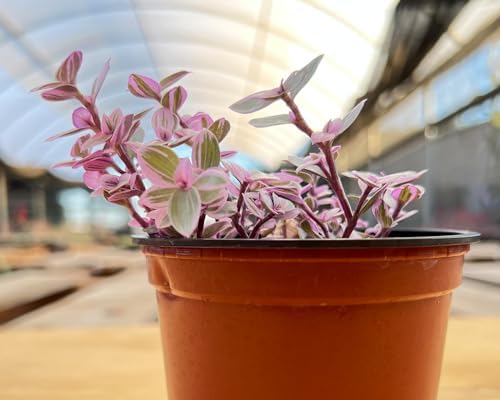 Sprout N Green Rare Pink Succulent Callisia repens 'Pink Lady', Live Plant Fully Rooted in 4" Pot, Home Office Wedding Decor DIY Project Party Favor, Garden Beginner Friendly, Keep Away from Pets - Image 3