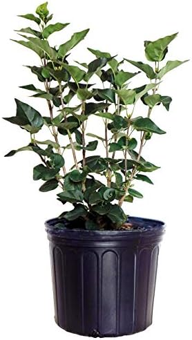 Syringa X hya. 'Pocahontas' (Lilac) Shrub, purple flowers, #3 - Size Container by GreenPromiseFarms