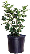 Syringa X hya. 'Pocahontas' (Lilac) Shrub, purple flowers, #3 - Size Container by GreenPromiseFarms