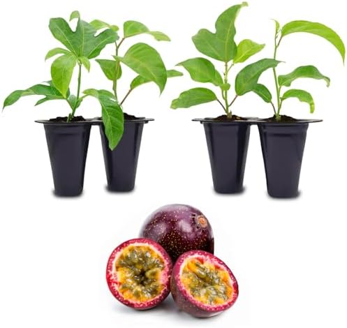 Passion Fruit Live Plant 4 Pack – 'Possum Purple' (Maracuya) — Self-Fertile Passiflora edulis Vine for Trellis, Arbor & Containers — Fast Growing Sweet Purple Fruit. Easy Edible Garden Starter by FamPlants
