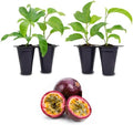 Passion Fruit Live Plant 4 Pack – 'Possum Purple' (Maracuya) — Self-Fertile Passiflora edulis Vine for Trellis, Arbor & Containers — Fast Growing Sweet Purple Fruit. Easy Edible Garden Starter by FamPlants