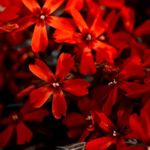 3 Red Creeping Phlox Plants, Perennial Ground Cover 4-6 Inches - Image 5