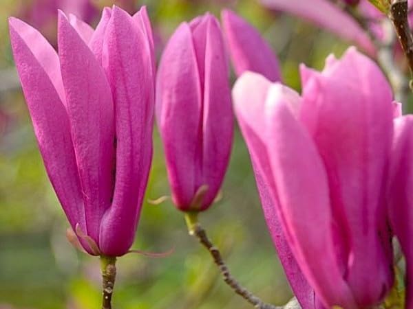 Greenwood Nursery: Live Trees - 'Jane' Magnolia + Magnolia l. 'Nigra' x M. stell. 'Rosea' - [Qty: 20x 2.5 Pots] - (Click for Other Available Plants/Quantities) - Image 2