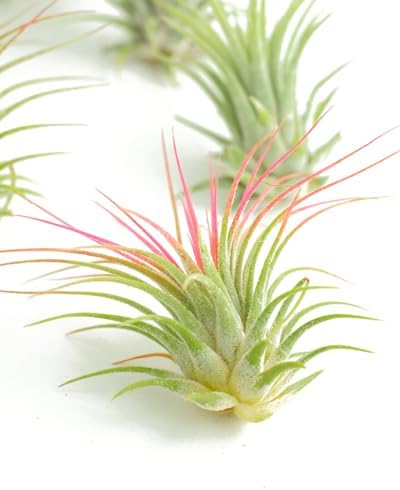 Shop Succulents - Live Ionantha Mini Tillandsia Indoor Air Plants, 20 Pack - Image 3