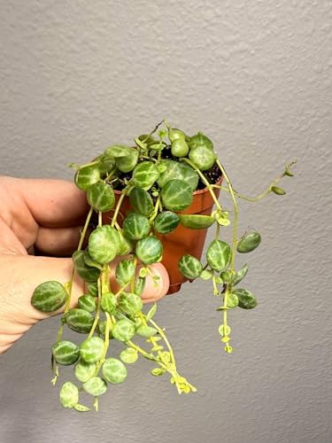 Live String of Turtles Plant, Peperomia Prostrata, 2-Inch Pot, Indoor Trailing Houseplant - Image 3