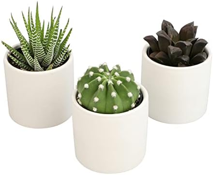 Plants for Pets Live Low Light House Plants in Ceramic Succulent Pots (3 Pack), Gasteria Succulent Plant and Cactus Plants Live with Potting Soil, Haworthia Succulents for Indoor Growing Home Décor - Image 2