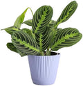 Live Lemon Lime Prayer Plant, Pet Friendly, Easy to Grow, 4" Pot by ThorsensGreenhouse