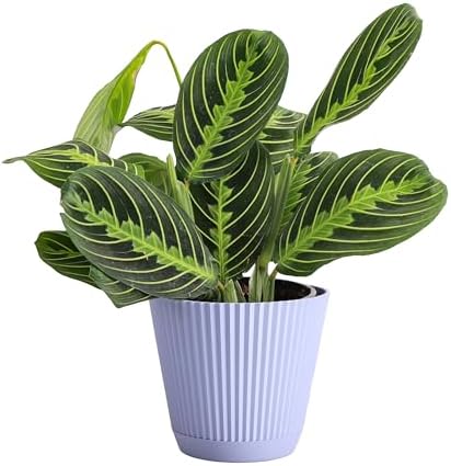 Live Lemon Lime Prayer Plant, Pet Friendly, Easy to Grow, 4" Pot by ThorsensGreenhouse