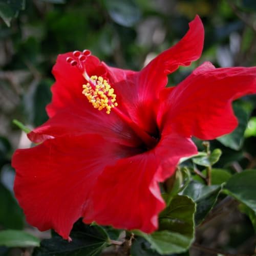 Hardy Red Hibiscus Flower Live Plant, Large Bloom Shrub, 5-8'' Tall - Image 6
