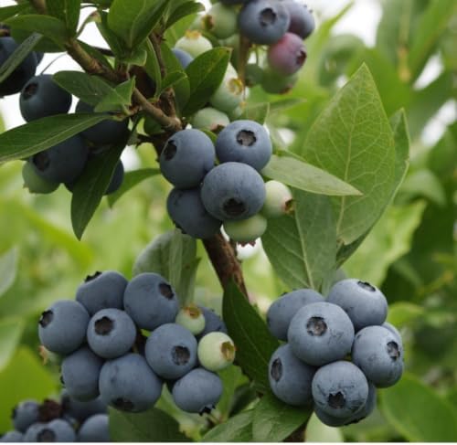 Brightwell Rabbiteye Blueberry Bush – Hardy Fruit Plant with Sweet Berries – Live Rabbiteye Blueberry Shrub for Home Gardens & Orchards(1 Gallon/Potted/Single Plant) - Image 6