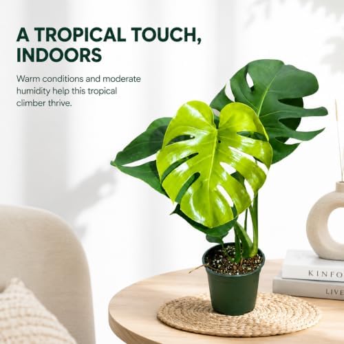 Monstera Deliciosa Live Plant, 4 Inch Swiss Cheese Houseplant - Image 5