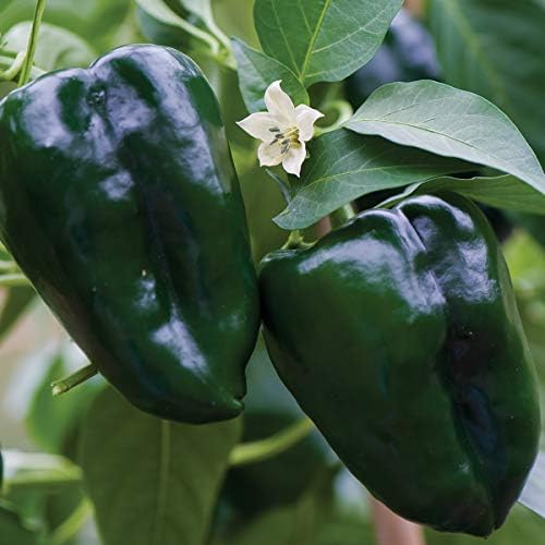 Burpee Poblano' (Ancho) 4" Heart-Shaped Dark Green to Red Peppers, 100 seeds - Image 7