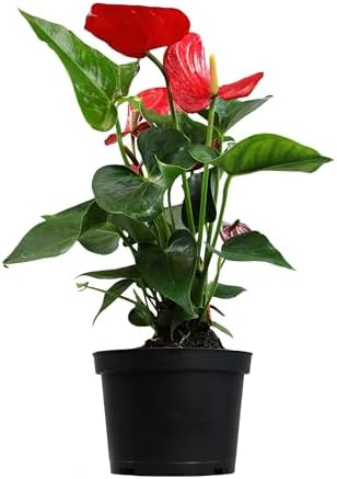 6" Red Anthurium Live Plant Decor, Live House Plants, Anthuriums Live Plants Indoor Plants Live Houseplants, Real Plants Indoor Live Plants, Easy Plant Lover Gifts for Plant Lovers by Plants for Pets - Image 7