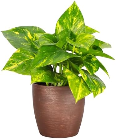 Live Golden Pothos, Indoor Vining Plant, Easy to Grow, 4" Pot by ThorsensGreenhouse