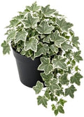 Variegated English Ivy Plant, Climbing Vine Plant, 4-7 Inc Tall, 4 Inc Pot by PlantsSeedsBulbs