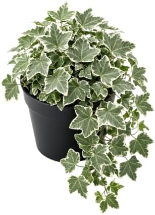 Variegated English Ivy Plant, Climbing Vine Plant, 4-7 Inc Tall, 4 Inc Pot by PlantsSeedsBulbs