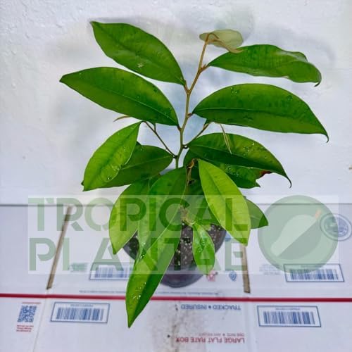 Caimito Tree (Chrysophyllum cainito) – Star Apple Live Tropical Fruit Plant 1–2 ft Tall TROPICALPLANTAE - Image 4