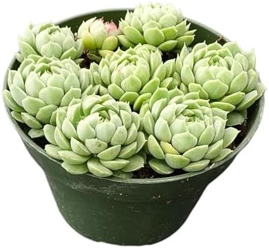 Sprout N Green Echeveria Hailstones, Live Succulent Plant Fully Rooted in 4" Pot, House Plant for Indoor Outdoor Home Office Wedding Decoration DIY Project Party Favor, Pet Friendly, Easy to Care - Image 2
