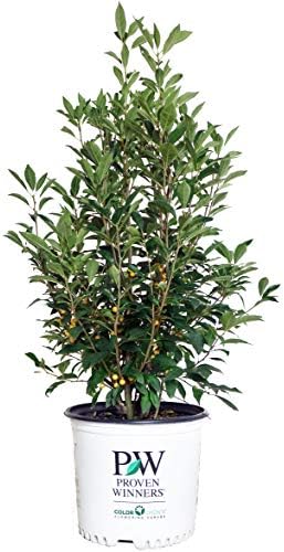 Proven Winners - Ilex verticillata Berry Heavy Gold (Winterberry) Shrub, gold berries, 3 - Size Container by GreenPromiseFarms