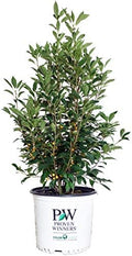Proven Winners - Ilex verticillata Berry Heavy Gold (Winterberry) Shrub, gold berries, 3 - Size Container by GreenPromiseFarms