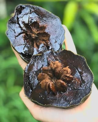 Black Sapote Live Plant – Diospyros nigra – Chocolate Pudding Fruit Tree – Tropical Edible Fruit Tree – Rare Exotic – 3 Inch Pot by Japanese+Maples+and+Evergreens