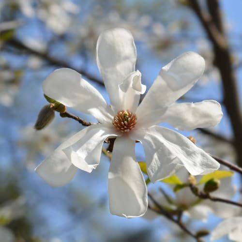 Star Magnolia Flower Tree Live Plant, Outdoor Landscape Tree, 2.5'' Pot - Image 6