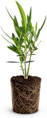 Oleander Colonial White Nerium | 3 Live Plants | Fragrant Blooms, Evergreen Shrub, Drought Tolerant, Heat Tolerant, Fast Growing, Summer Flowers, Low Maintenance, Outdoor Garden by FloridaFoliage