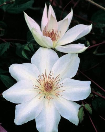 Perennial Farm Clematis 'Henryii' Hybrid – Live Flowering Vine in 4 Quart Container, Large Pure White Blooms with Creamy Centers, Long Blooming, Ideal for Trellises, Arbors & Classic Garden Displays - Image 3