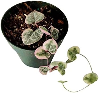 Live Succulent Cactus Plants (2.5" Pot String of Hearts Variegated) by USKC