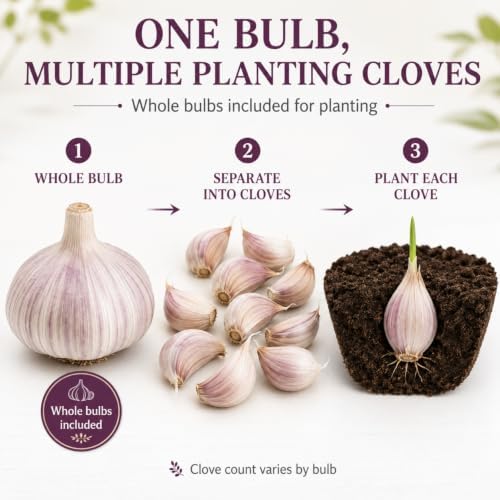 5 Pack Chesnok Red Garlic Bulbs for Planting Large Hardneck Garlic Cloves Garlic Seeds for Planting Cold Climate Ready Garlic Bulbs for Planting Home Garden Raised Beds Fall or Spring - Image 3