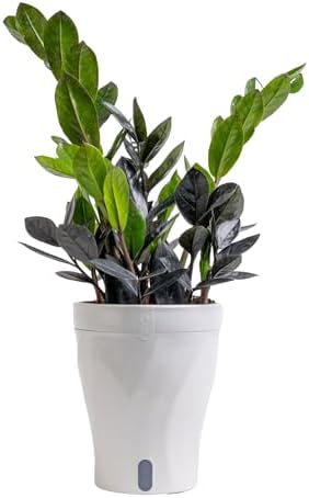 Costa Farms Everlasting ZZ Plant, Easy Live Indoor Plant, Air Purifying by Unknown