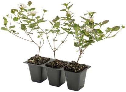 3 Trailing White Lantanas, Live Plants – Continuous Blooms, Thriving in 2.5” Nursery Cubes - Image 6