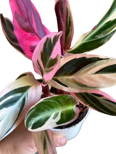 Live Plants, Stromanthe Triostar, Pet Friendly, Pet Safe, Air Purifying Plant, 14-16 inch Tall, houseplant, Live Indoor Plant, Easy to Care, Rare Plant, 4 inch Pot by Hopewind - Image 3