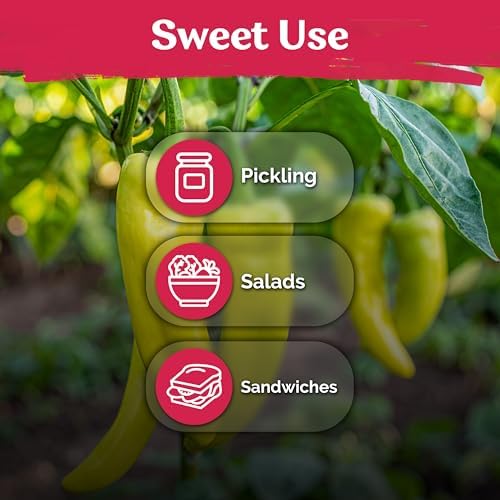 100 Sweet Banana Pepper Heirloom Vegetable Seeds, Capsicum Annuum - Image 6