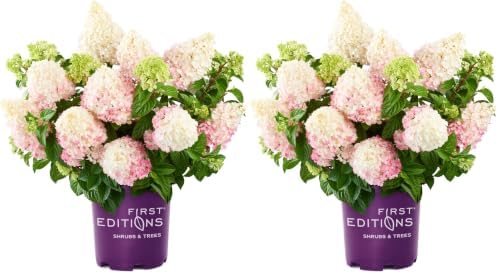 First Editions 3 Gal. Vanilla Strawberry Hydrangea Shrub (Pack of 2) by Unknown