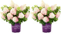 First Editions 3 Gal. Vanilla Strawberry Hydrangea Shrub (Pack of 2) by Unknown