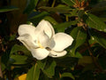 Greenwood Nursery: Live Trees - Sweetbay Magnolia + Magnolia virginiana - [Qty: 10x 2.5 Pots] - (Click for Other Available Plants/Quantities) by GreenwoodNursery