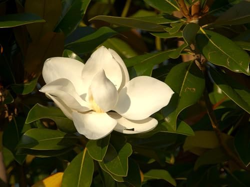 Greenwood Nursery: Live Trees - Sweetbay Magnolia + Magnolia virginiana - [Qty: 5X 2.5 Pots] - (Click for Other Available Plants/Quantities) by GreenwoodNursery