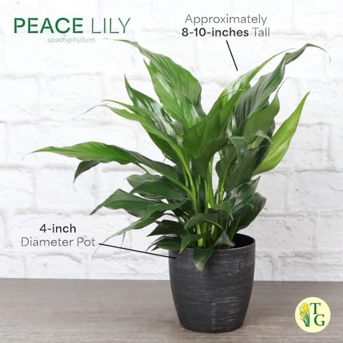 Live Peace Lily Plant, Spathiphyllum, Low Light, Easy to Grow, 4" Pot - Image 6