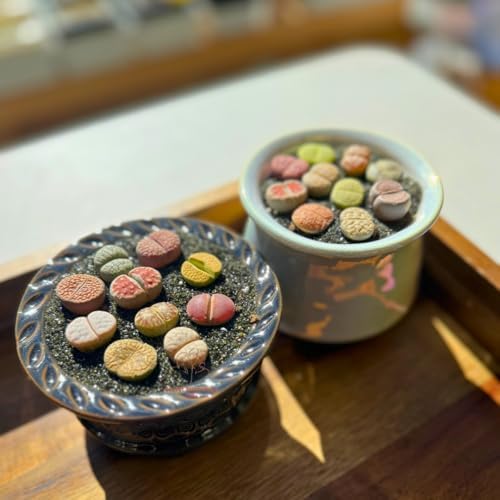 Live Lithops Succulent Plants, 10 Pcs, Rainbow Colorful Variety, Random Pick, Bare Root Without Pot & Soil, Indoor Office Desk Decoration, Plant Lovers Gifts - Image 4
