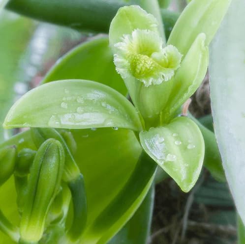 Live Vanilla Orchid Vine Climbing Vanilla Bean Orchids Flowers Plant Fragrant Flower Perennial Vine 4 to 6 Inch Tall - Image 3
