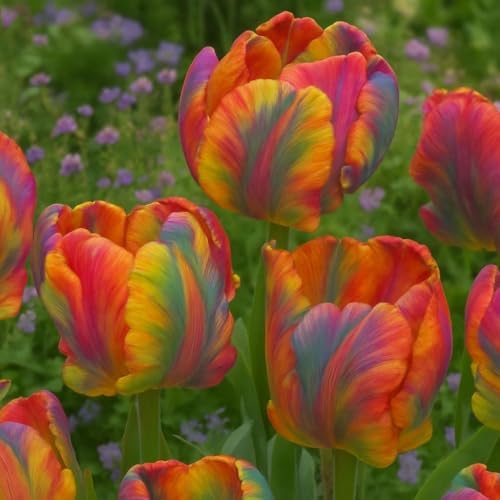 Rainbows Parrot Tulip Bulbs for Planting - Huge Bulbs for Huge Flowers, Grow Huge Rainbow Tulips (50 Bulbs) by CZGrain