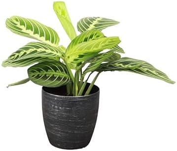 Live Lemon Lime Prayer Plant, Pet Friendly, Easy to Grow, 4" Pot - Image 2