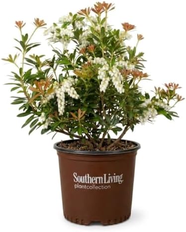 Mountain Snow Pieris (2 Gallon) Blooming Evergreen Shrub with White Flowers - Part Shade to Shade Live Outdoor Plant by Unknown
