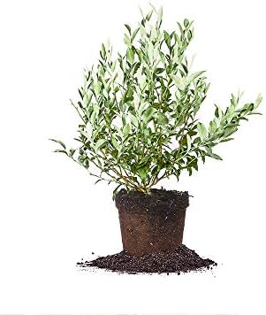 Perfect Plants Premier Blueberry Bush, 1 Gallon, Live Fruit Plant by PerfectPlantsNursery