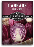Red Acre Cabbage Seeds for Planting – Survival Garden Seeds (1 Pack) by SurvivalGardenSeeds